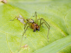 Cheiracanthium erraticum