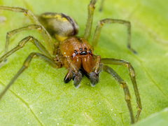 Cheiracanthium erraticum