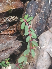 Euphorbia maculata image