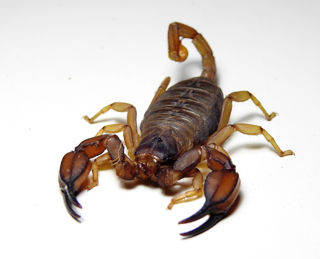 Flinders Ranges Scorpion