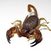 Flinders Ranges Scorpion - Photo (c) Jackson Nugent, some rights reserved (CC BY)