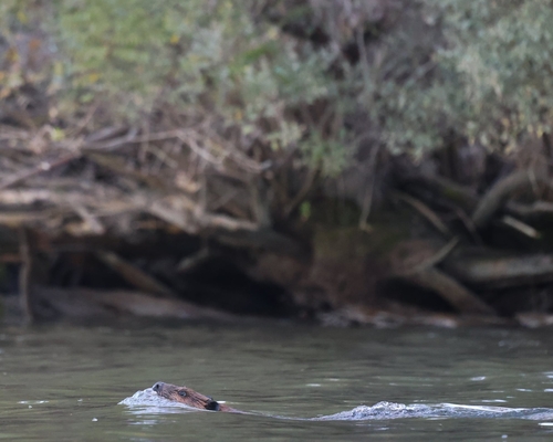 iNaturalist observation 2025-10-17