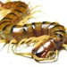 Australasian Giant Centipede - Photo (c) Jackson Nugent, some rights reserved (CC BY)