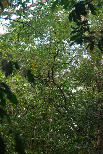 Alouatta palliata