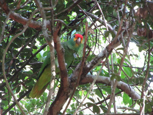 Red-browed Amazon