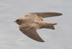 Brown-Throated Martin photo 4