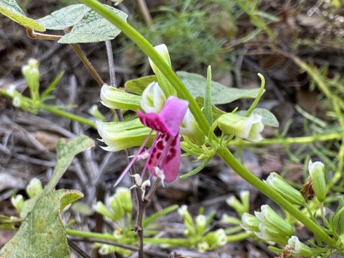 Longspurred mint (Dicerandra cornutissima)