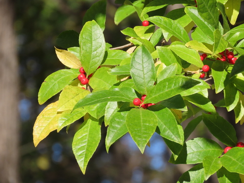 Smooth Winterberry (Ilex laevigata)