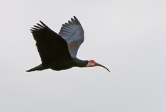 Southern Bald Ibis photo 2