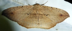 Hulodes donata
