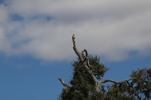 iNaturalist observation photo of Red-tailed Hawk