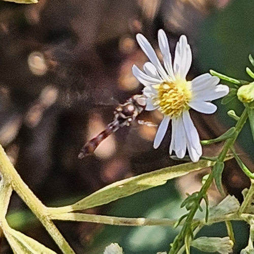 Unknown species found near Holly Springs, GA 30188, USA