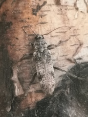Hesperoferus roridus