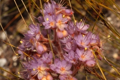 Dilatris ixioides