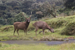 Sambar photo 2