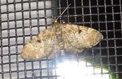 Eupithecia strattonata