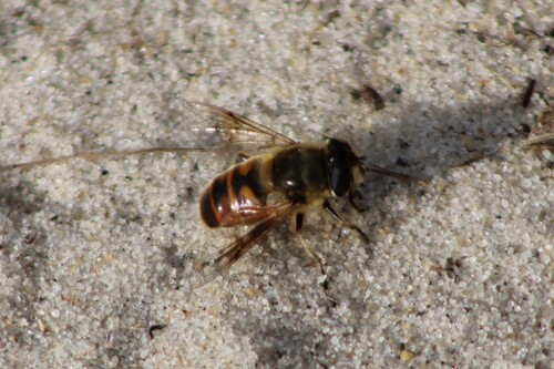Unknown species found near Nassau County, NY, USA