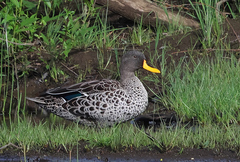 Yellow-Billed Duck photo 2