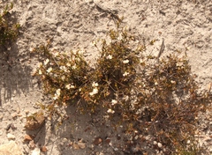 Lachnaea burchellii