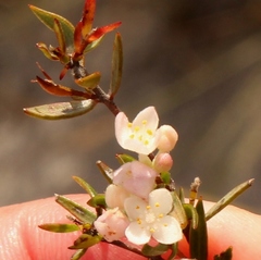 Lachnaea burchellii