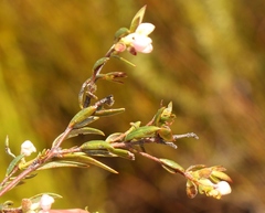 Lachnaea burchellii