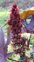 Ricinus communis