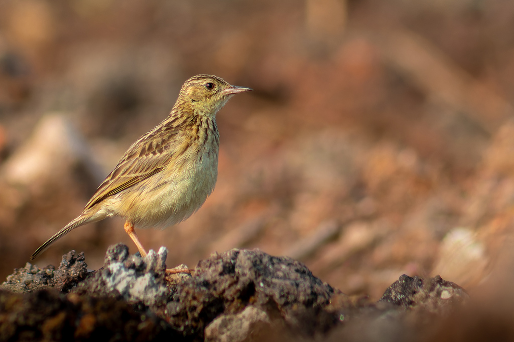 Yellowish Pipit