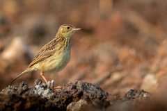 Yellowish Pipit photo 1