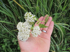 Achillea millefolium image