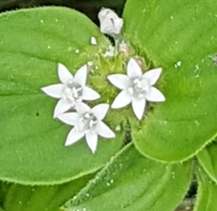 Richardia brasiliensis