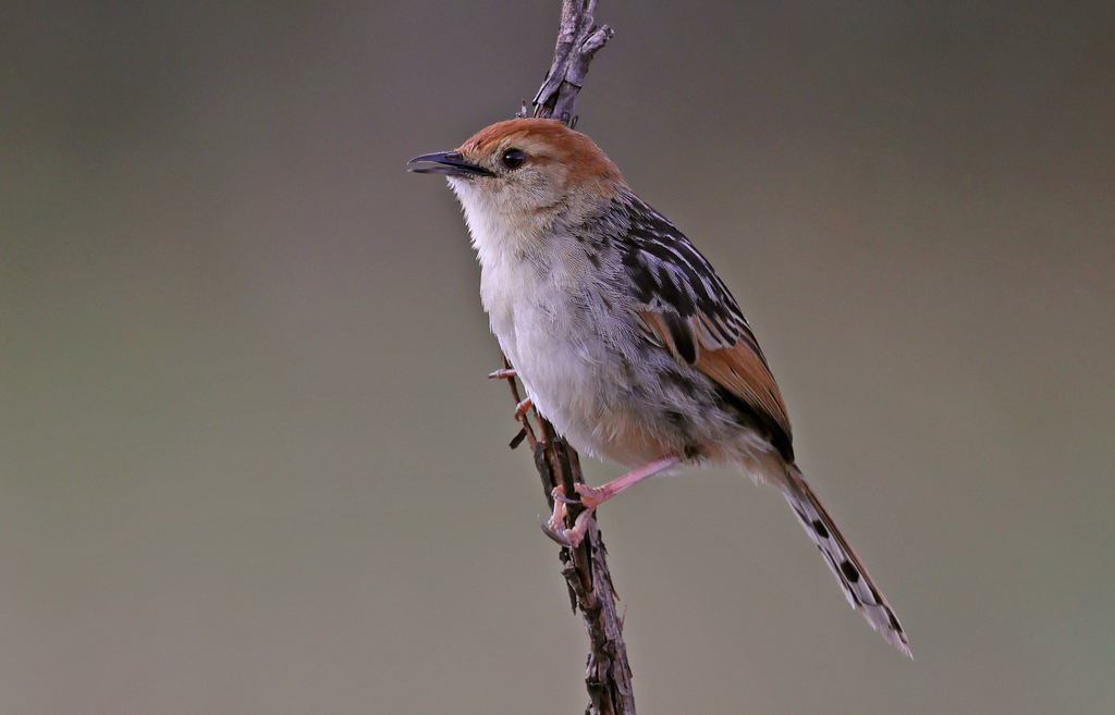 Tinkling Cisticola photo