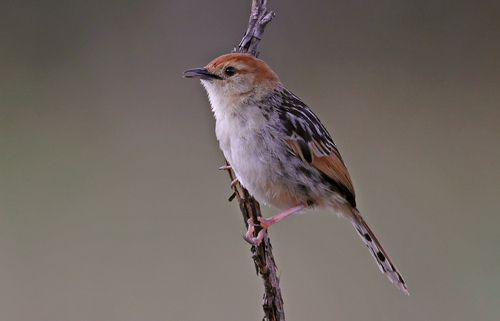 Levaillant's Cisticola