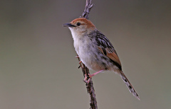 Levaillant's Cisticola photo 1