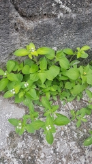 Richardia brasiliensis