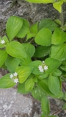 Richardia brasiliensis