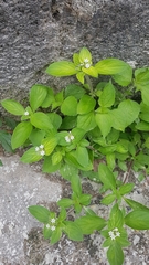 Richardia brasiliensis