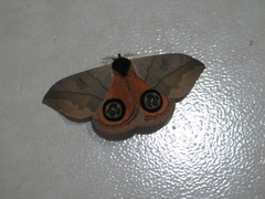 Automeris liberia