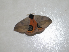 Automeris liberia