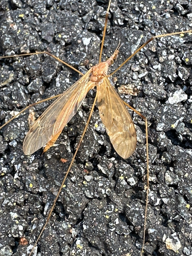 Unknown species found near Lake Welch Pkwy, Stony Point, NY, US
