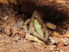Polyura bharata