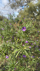 Solanum linearifolium, photograph (c) wherewhowhenwhy, some rights reserved (CC BY-SA)