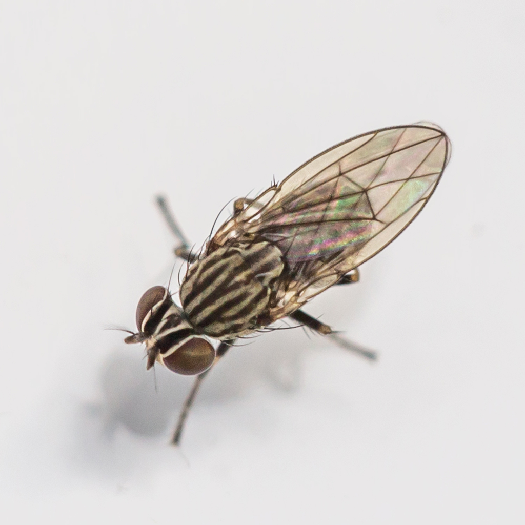 Notiphila pulchrifrons