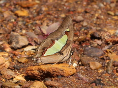 Polyura bharata
