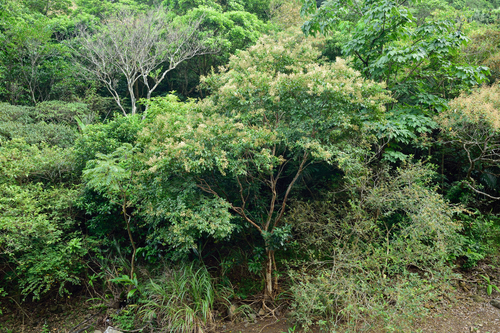 Lagerstroemia subcostata (Lagerstroemia subcostata)