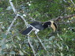 Anthracoceros coronatus