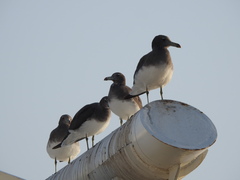 Ichthyaetus hemprichii
