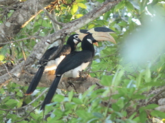 Anthracoceros coronatus