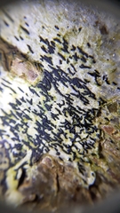 Arthoniomycetes