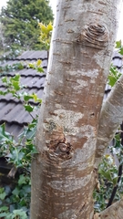 Arthoniomycetes