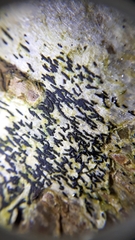 Arthoniomycetes